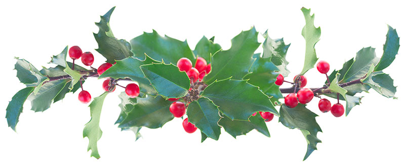 Holly branch
